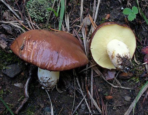 Suillus brevipes